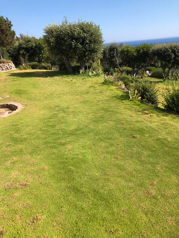 Prato di Zoysia tenuifolia