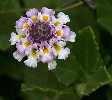 flor de lippia nodoflora