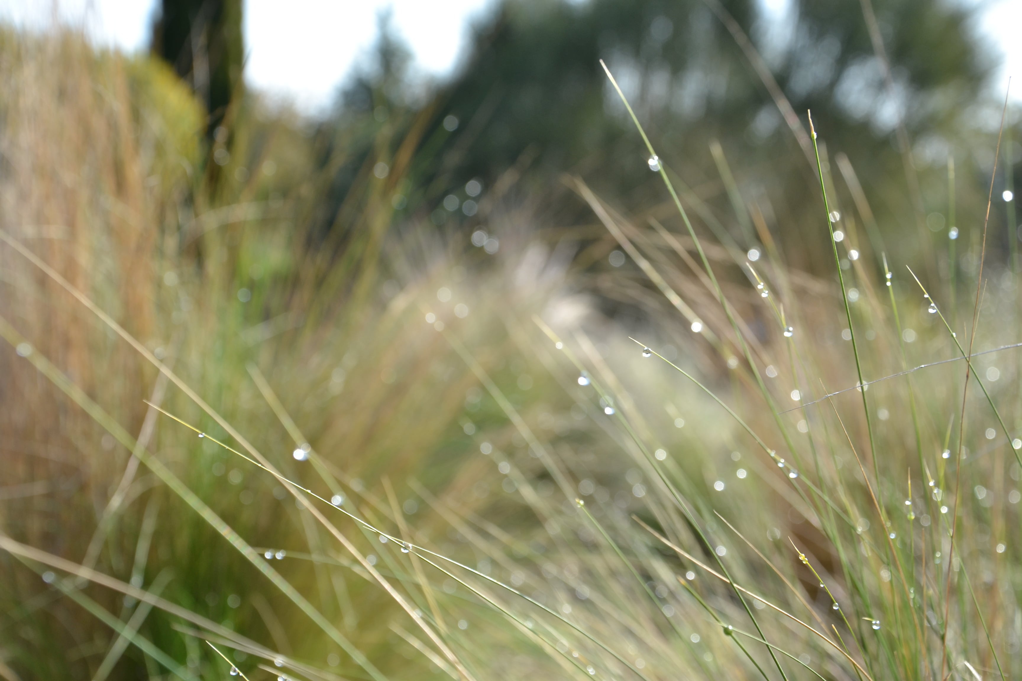 BotanicalDryGarden