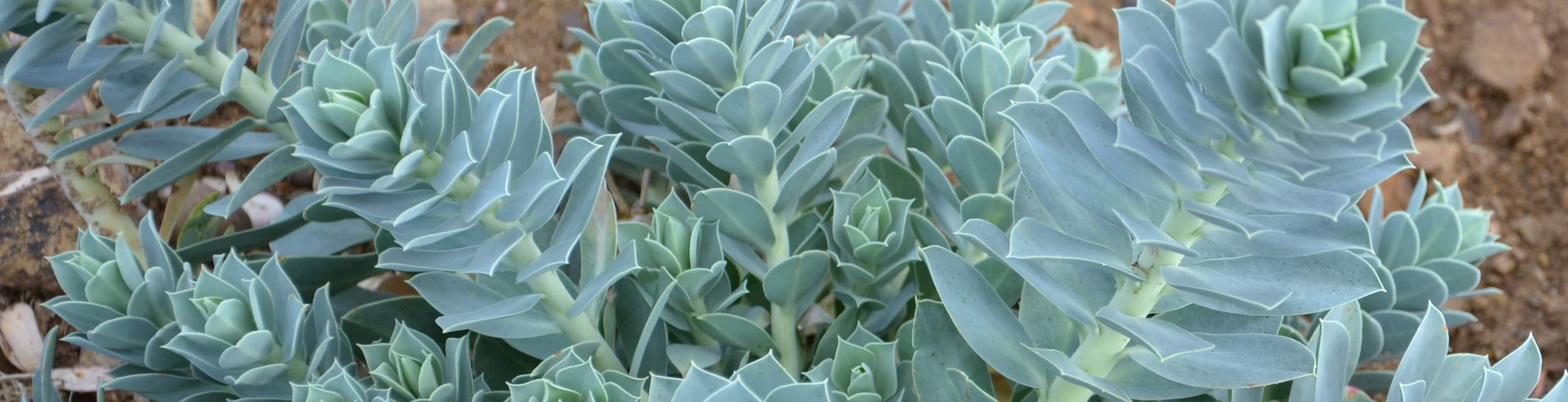 BotanicalDryGarden