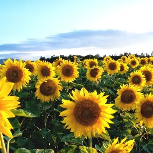 Field of sunflowers with blue sky