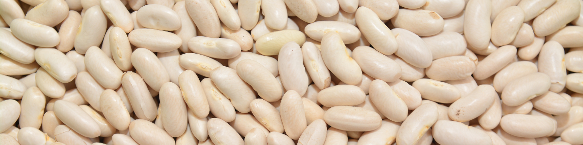 A close up photograph of dried white cannellini beans
