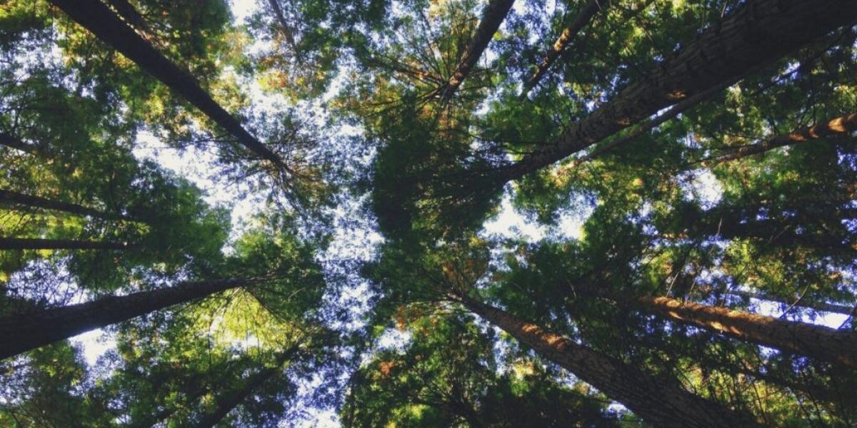 A canopy of tall, lush trees.