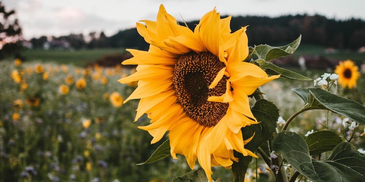 Photograph of a sunflower field.