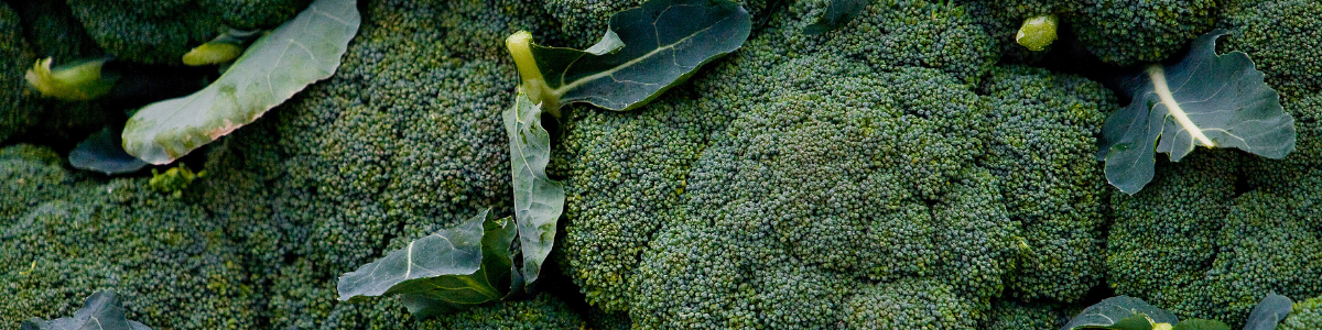 Close up photograph of broccoli heads.