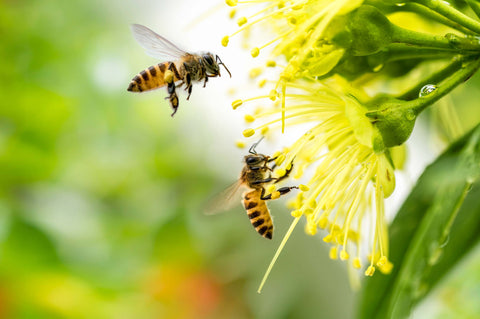 Bees Pollinating Flowers