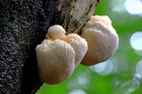 Lion's Mane Growing on Tree