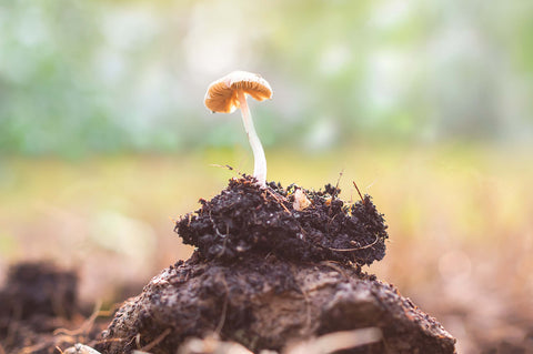 Mushroom Growing from Forest Ground