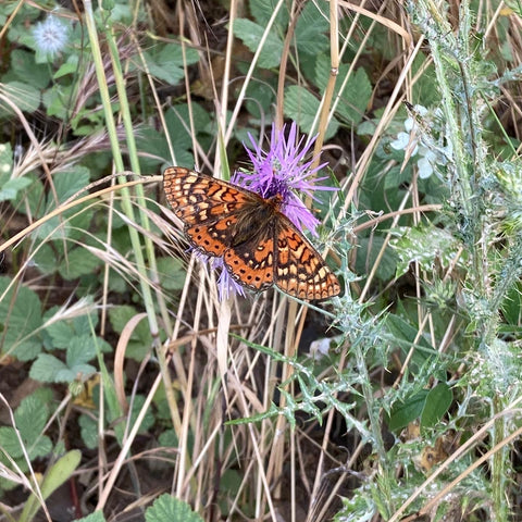 butterfly with orange and brown wings sits on a purple thistle 