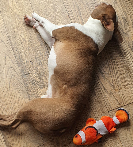 Colorful Moving Floppy Fish Dog Toy