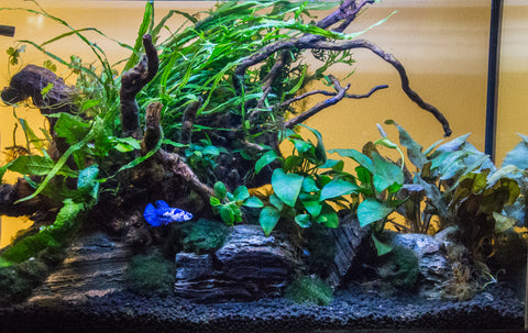 Aquarium Guide, Aquarium Care