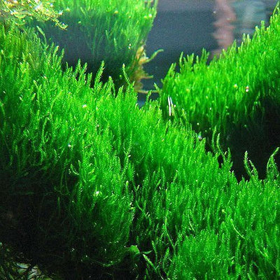 Java Moss Taxiphyllum Barbieri Portion Live Aquarium Plants BUY2 GET1 FREE  