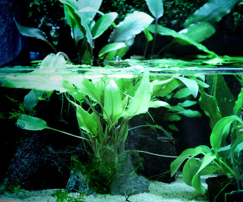 Anubias, Live Aquarium Plants, Live Pond Plant