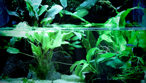 Beginners guide to live aquarium plants