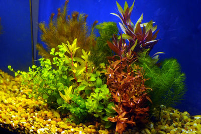 Vietnamese Rotala (Vietnam Hr'a) Bunch Live Aquarium Plants Buy2 Get1 Free, Size: 5-8 Inches, Green