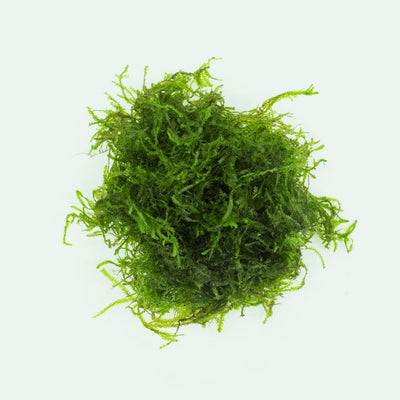 Weeping Moss Tissue Culture