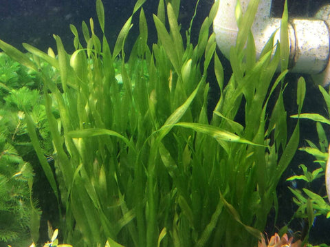 Dive into Our Limited-Time Sale on Selected Aquatic Plants! – Canton ...