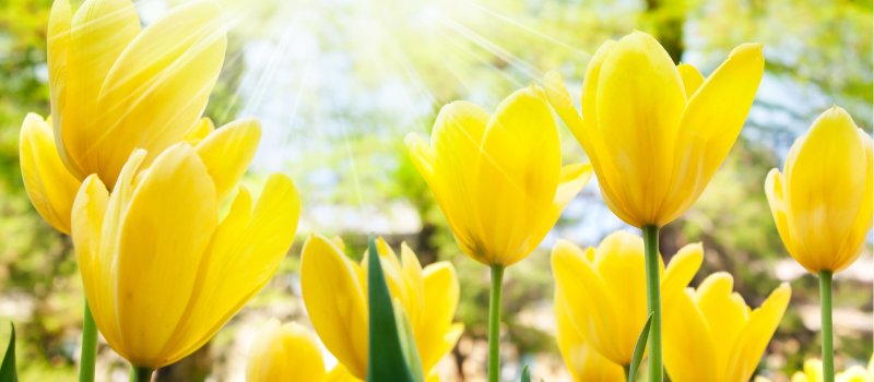 Sonnenschein und Blumen