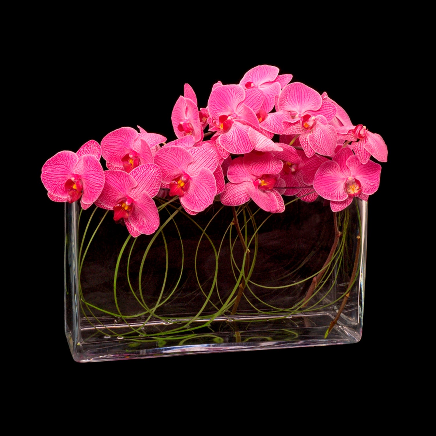 Pink Orchid – Ovando