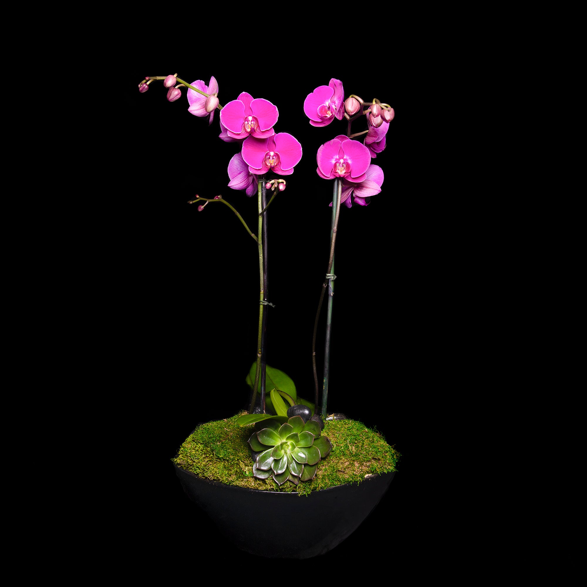 Pink Ovando – Orchid
