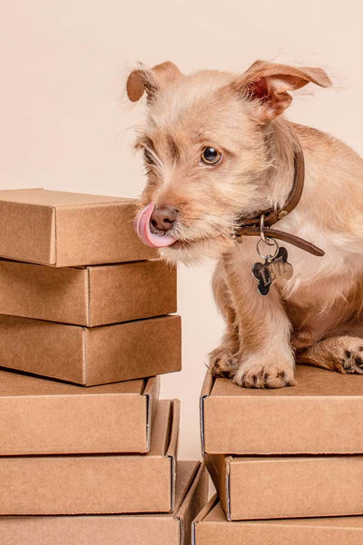 Eco friendly packaging and shipping with dog | Photo provided by Unsplash.com | Emerald Sun Creations