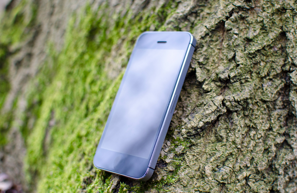 An iPhone resting on a tree with moss growing up the side.