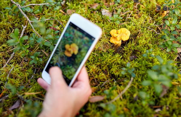 A hand holding a white smartphone with the camera app open pointed at a yellow mushroom growing on the forest floor. 