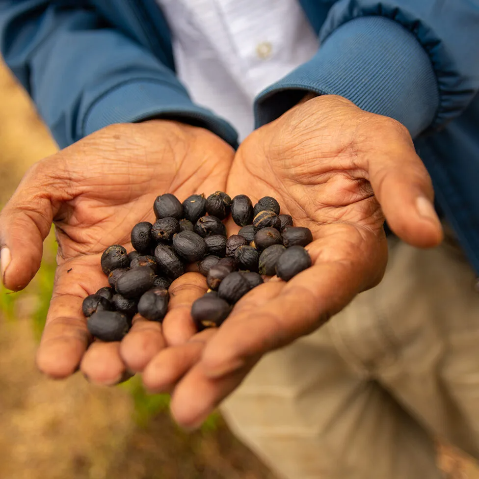 Drying out the harvested coffee cherries