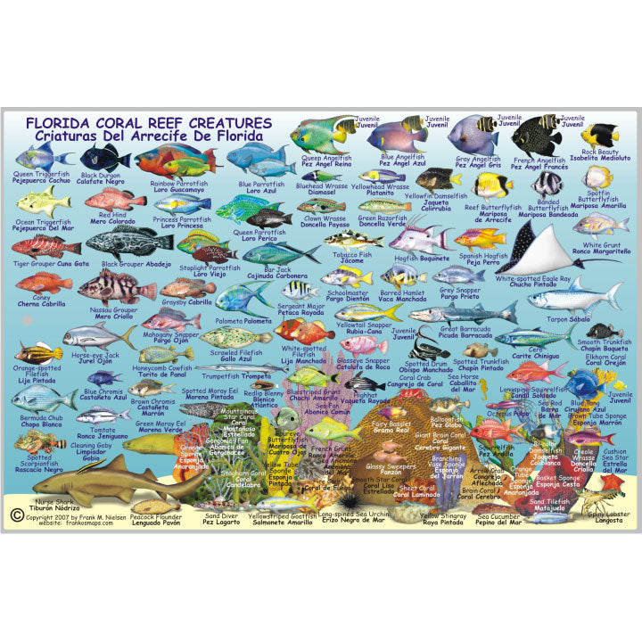 Franko Maps, Florida State Reef Creatures Fish ID-Card | Scuba