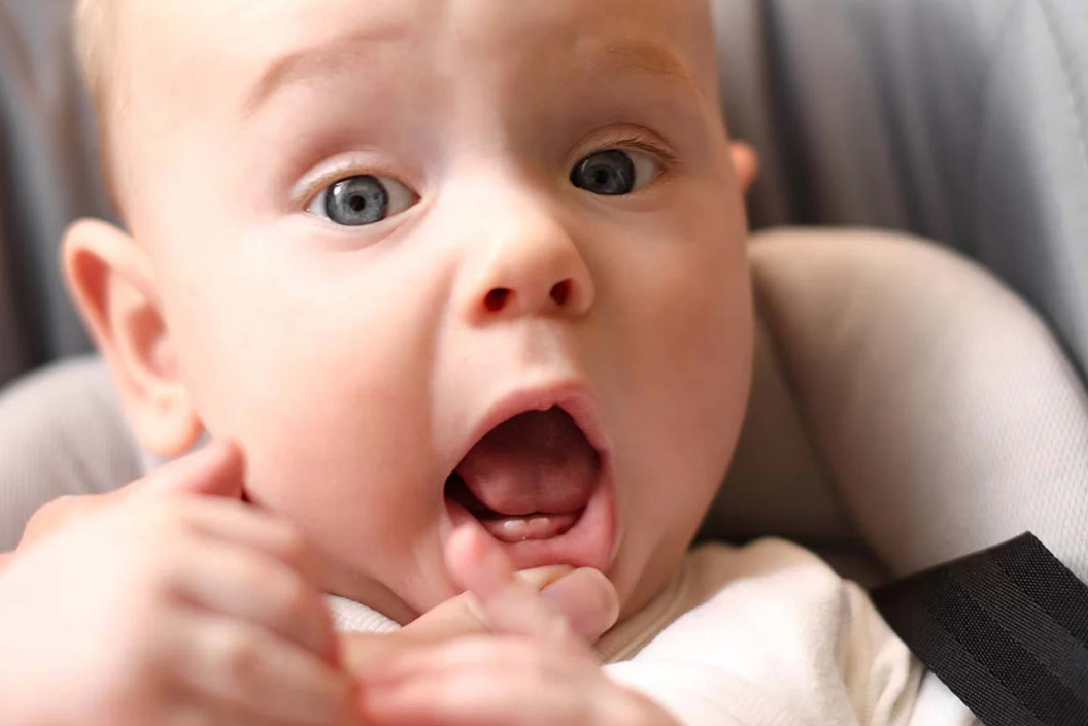 Teething baby showing two front teeth showing through gums