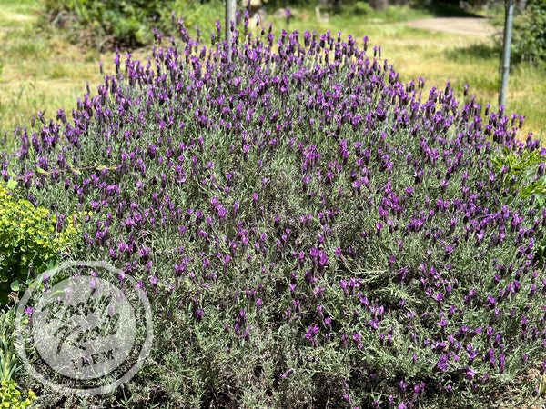 Primavera Spanish Lavender, Monrovia Plant
