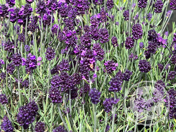 Lavender Flower, Whole (Lavandula x intermedia) – Grassroots Herb