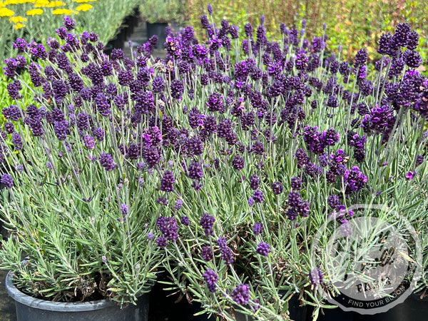 Primavera Spanish Lavender, Monrovia Plant