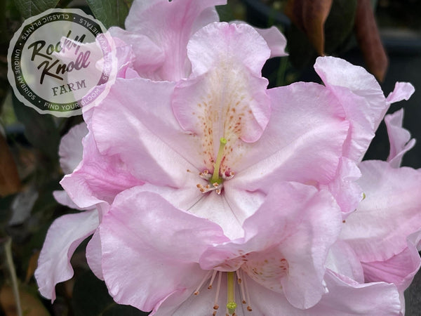 Rhododendron Noyo Brave – Kilmarnock Nurseries