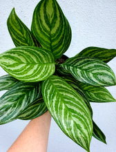 Load image into Gallery viewer, Aglaonema Stripes
