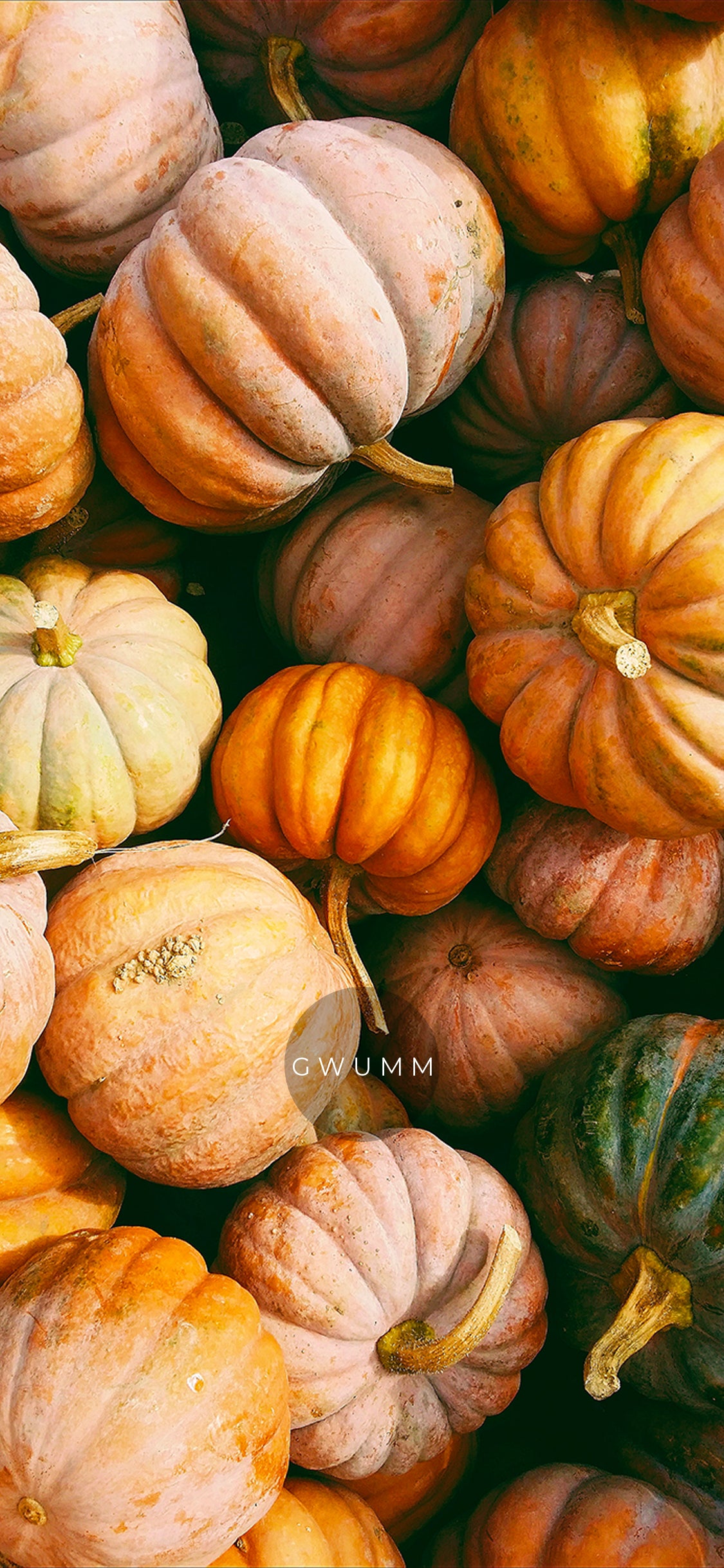 mobile screensaver pumpkins by gwumm