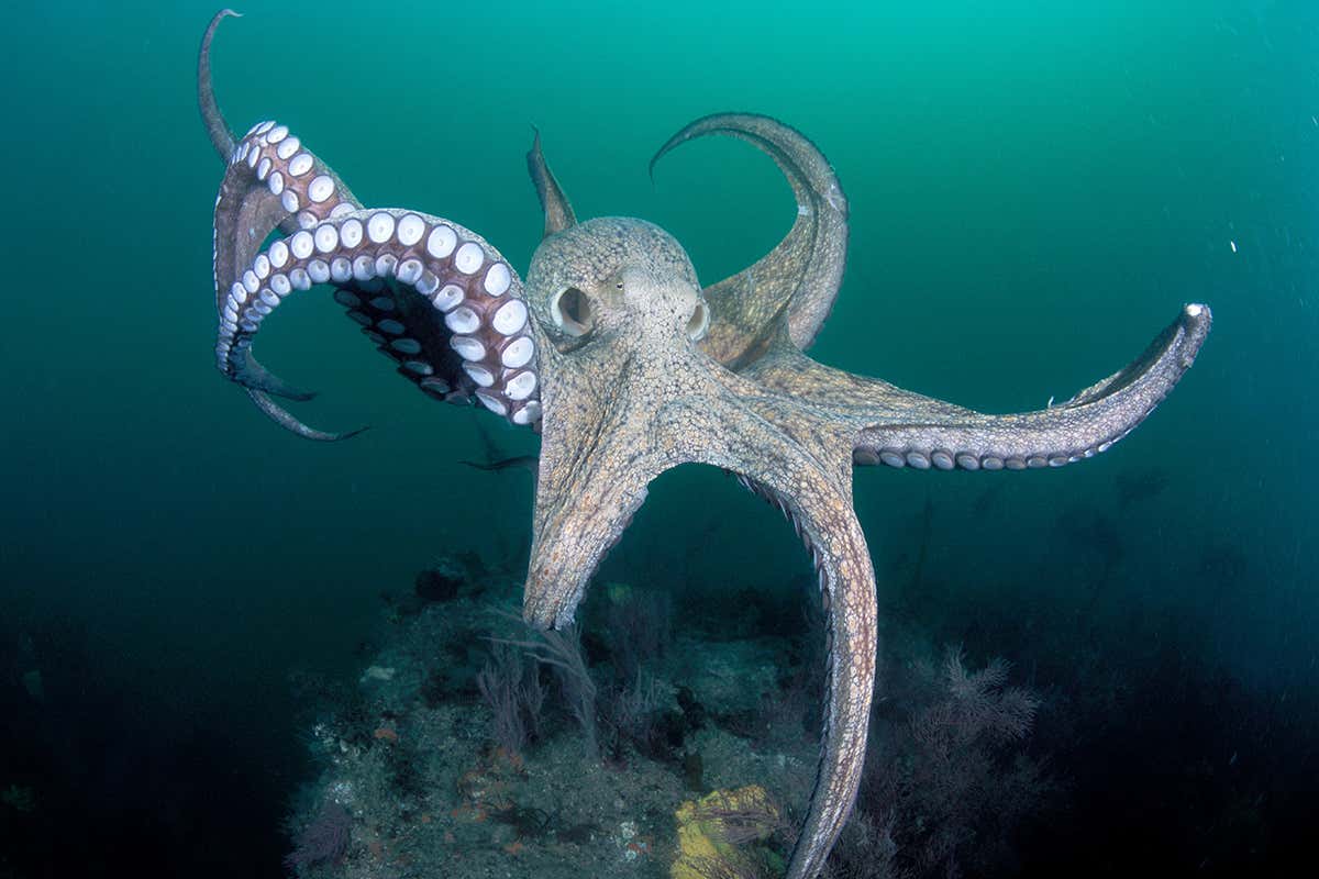 Unique facts about octopus