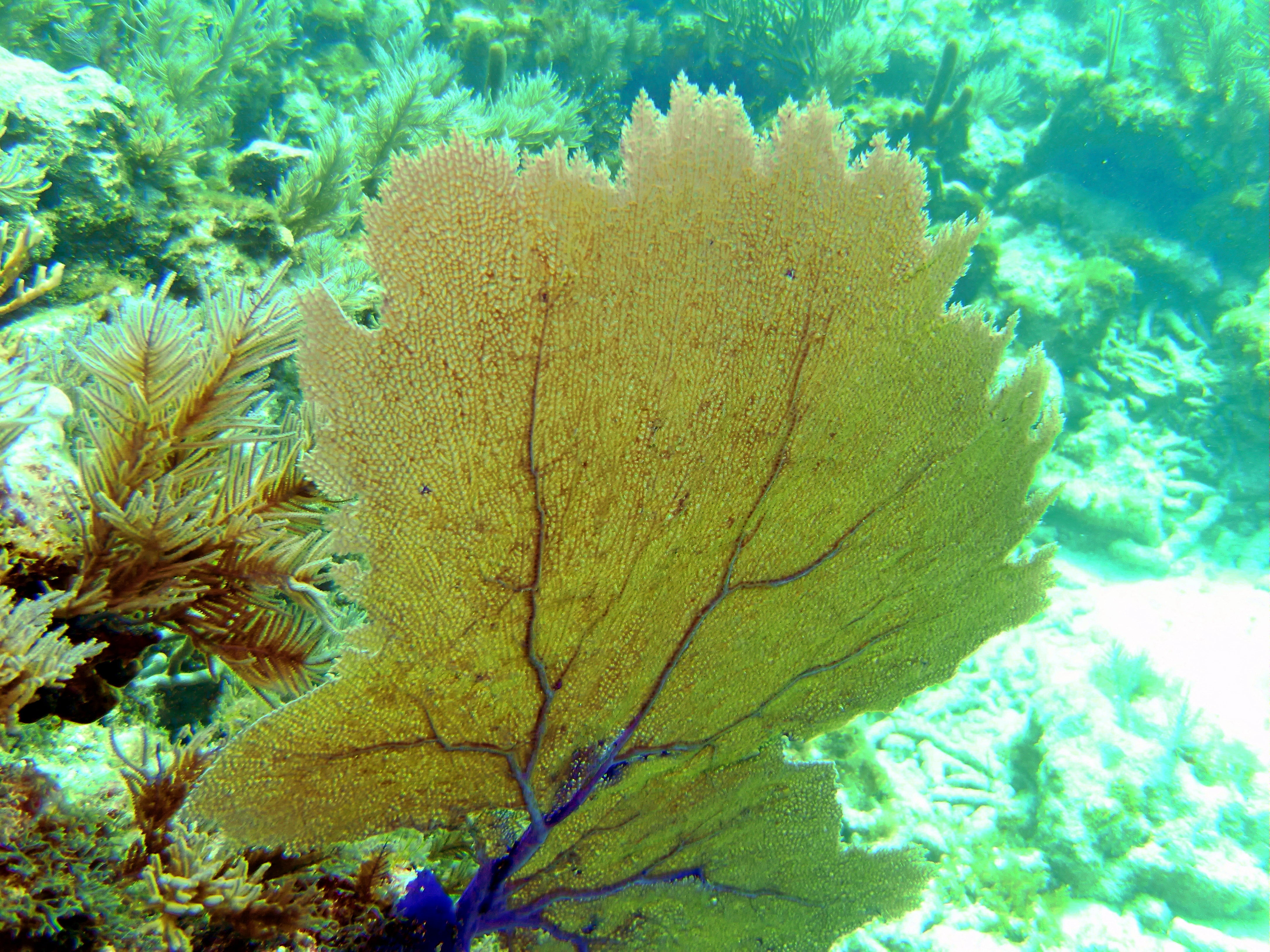 Unique coral types