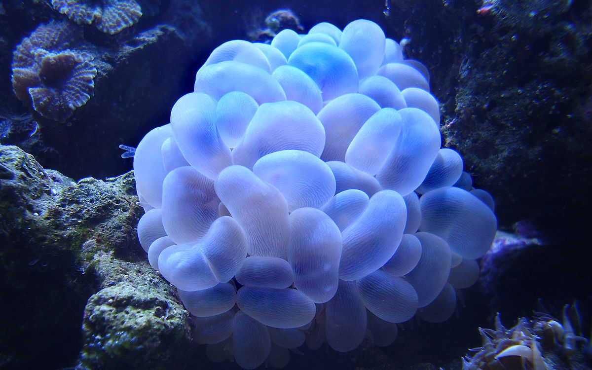 Types of corals you should know