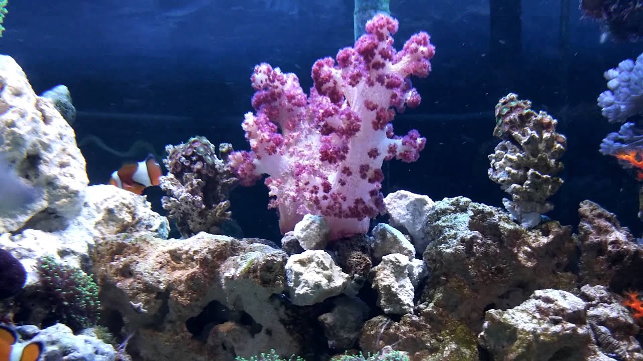 Coral types you should see