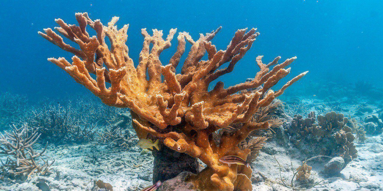 Awesome types of corals