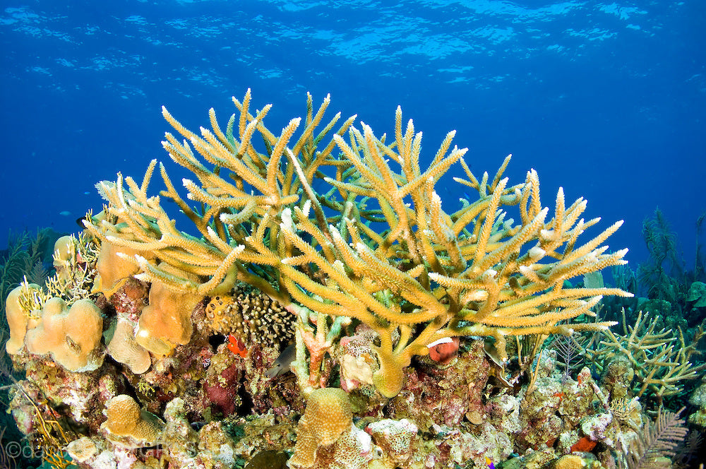 Coral types found in the ocean