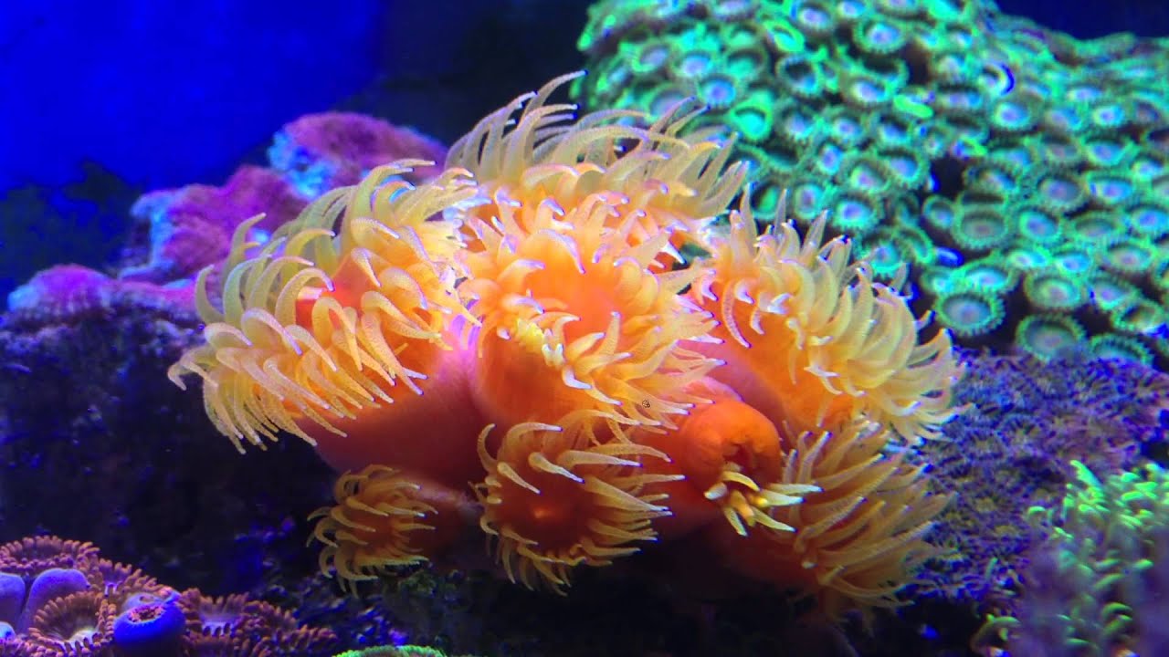 Types of corals deep in the ocean