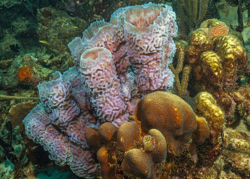 Rare types of corals in the ocean