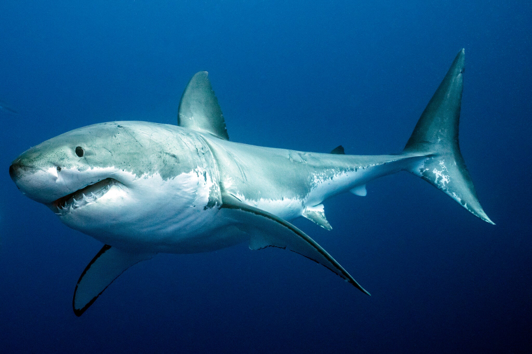 Facts about great white sharks