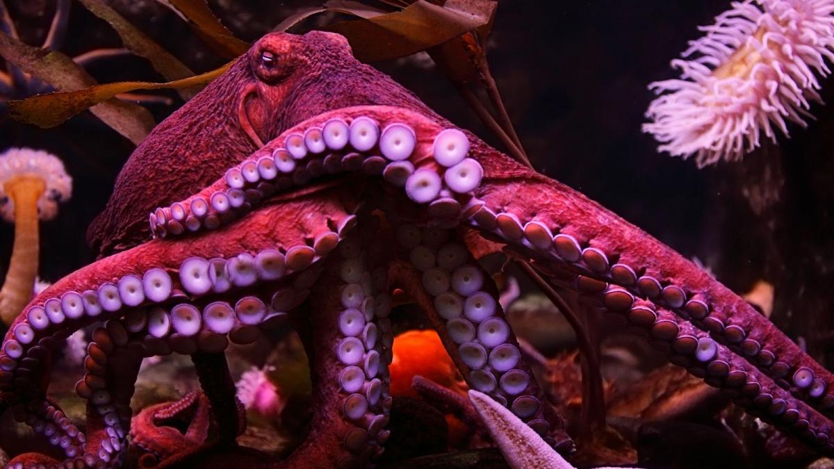 Interesting facts about octopus-