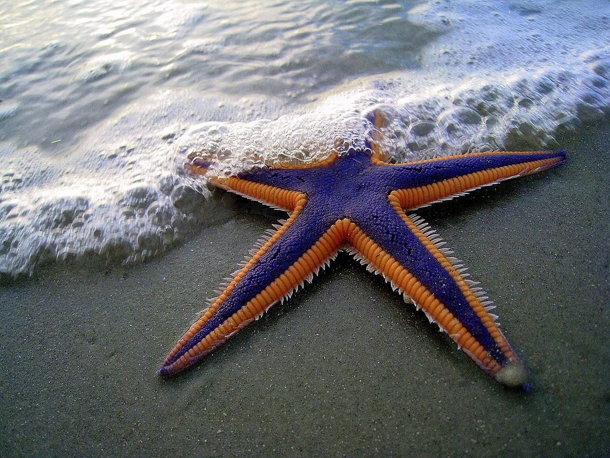 Fascinating types of starfish