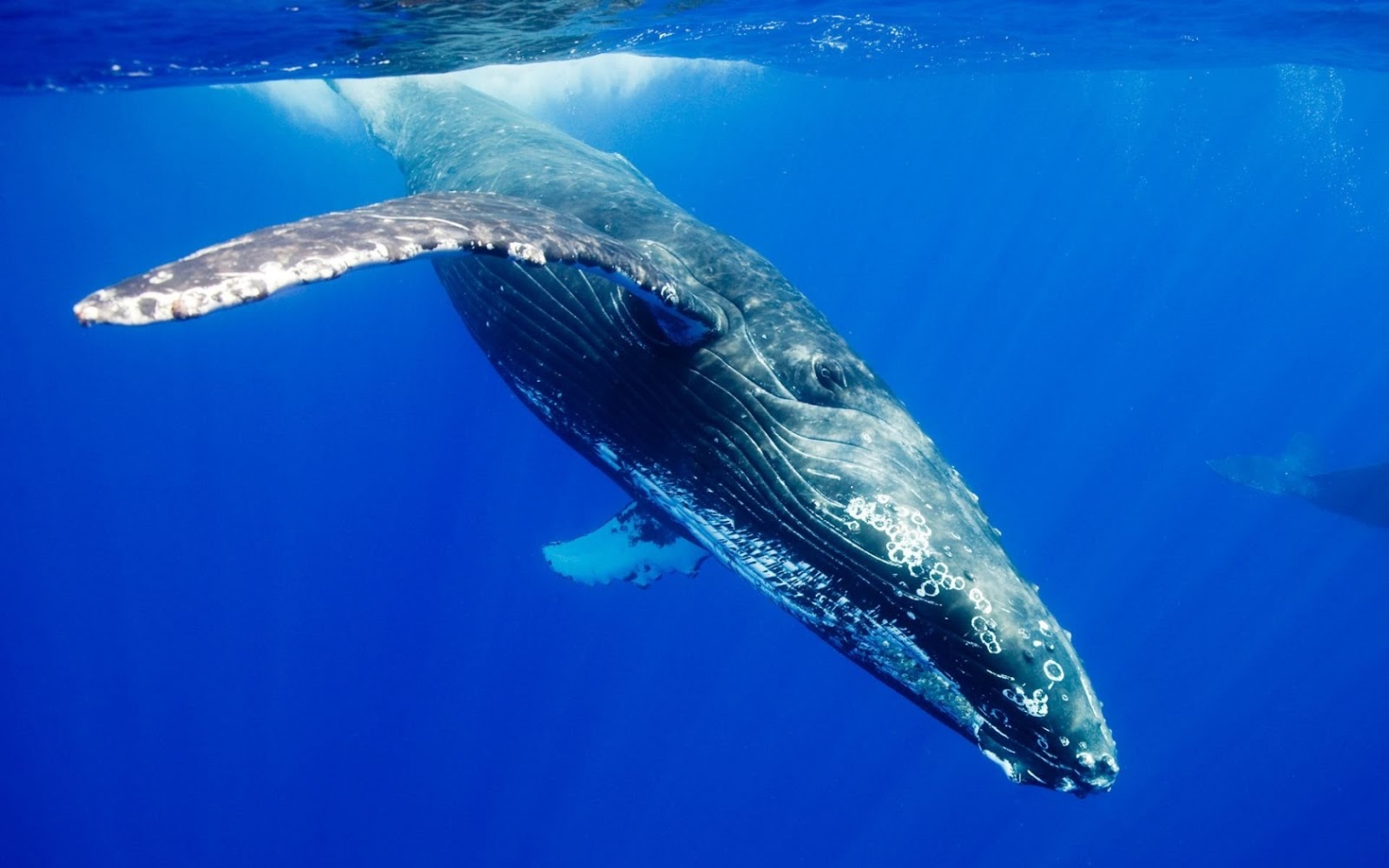Blue whales funny facts