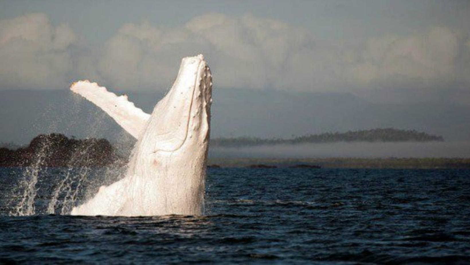 All about albino whales