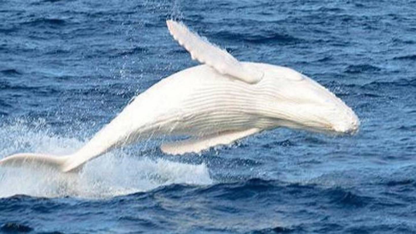 Simple facts about albino whales